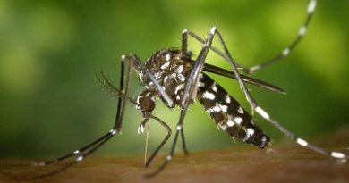 Dengue fever Symptoms and Treatment