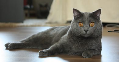 Chartreux Cat