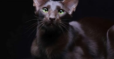 Havana Cat