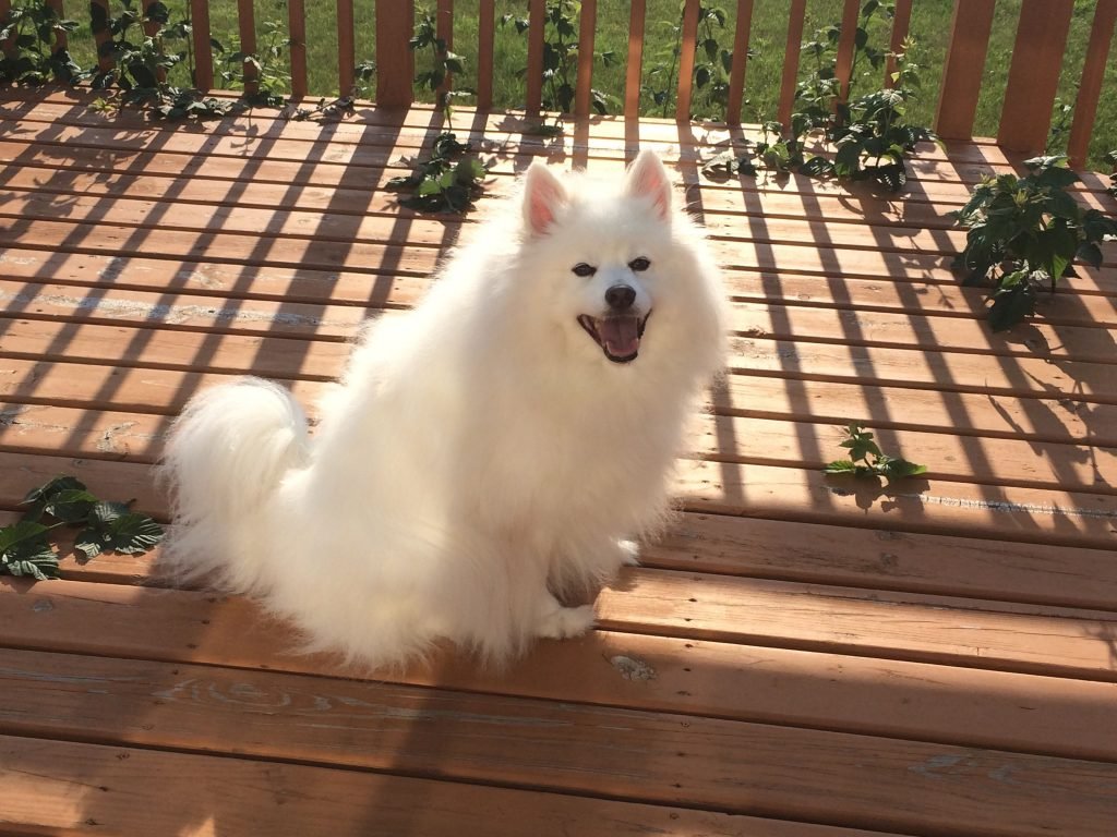 American Eskimo