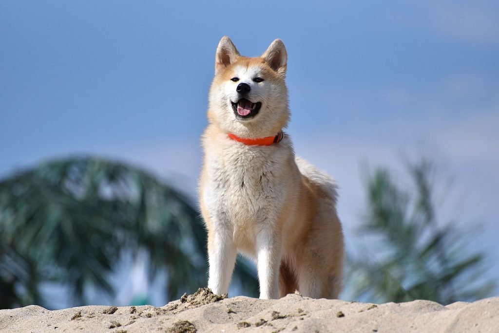 Akita Breed