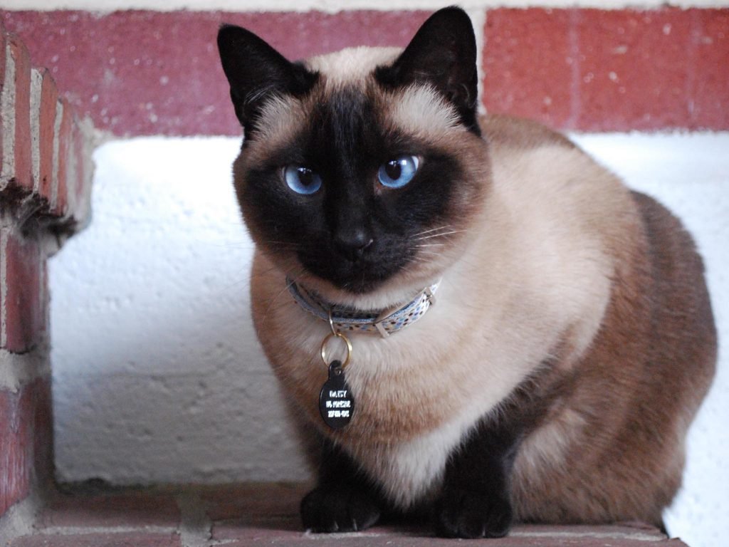 Tonkinese Cat