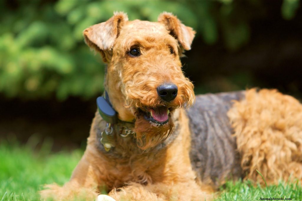 Airedale Terrier Breed