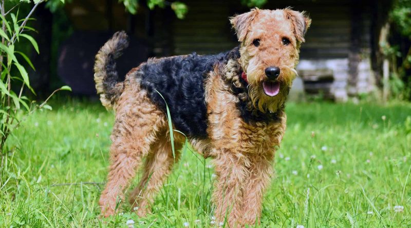 Airedale Terrier Breed