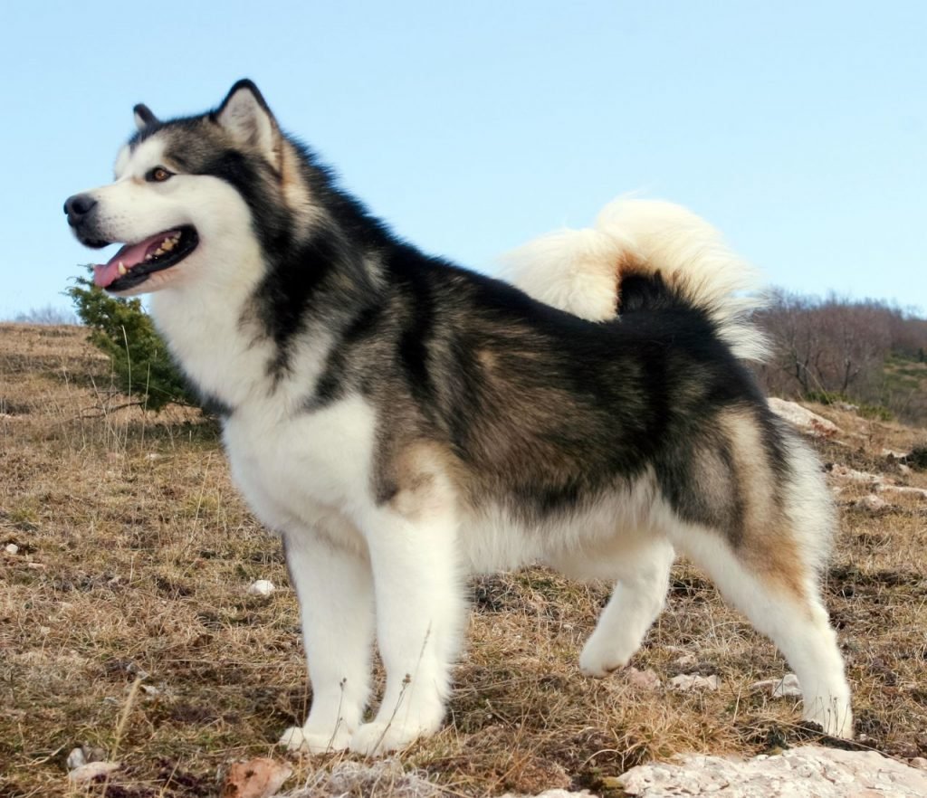 Alaskan Malamute