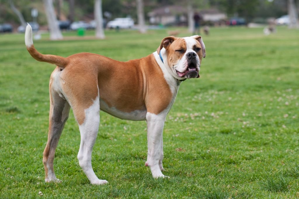 American Bulldog