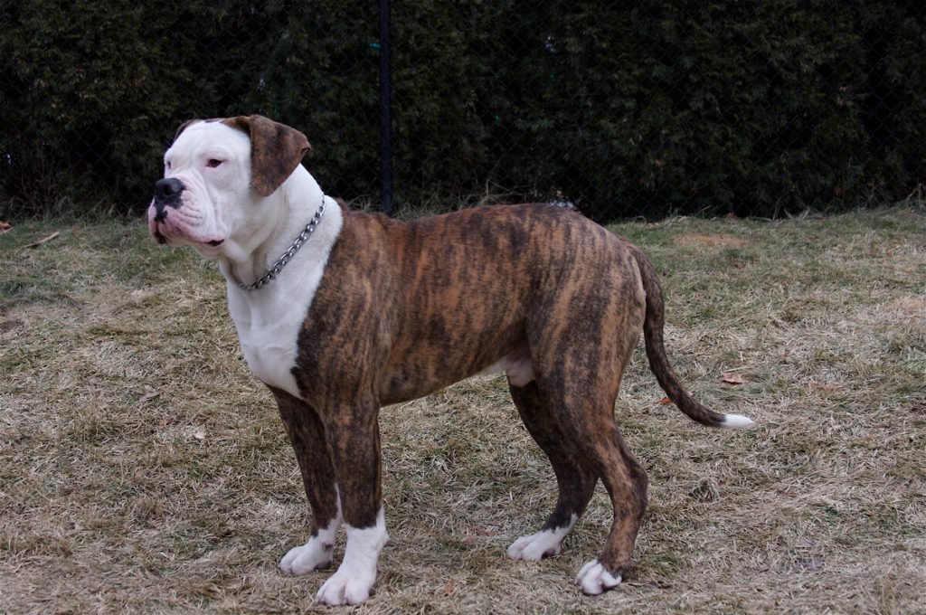 American Bulldog