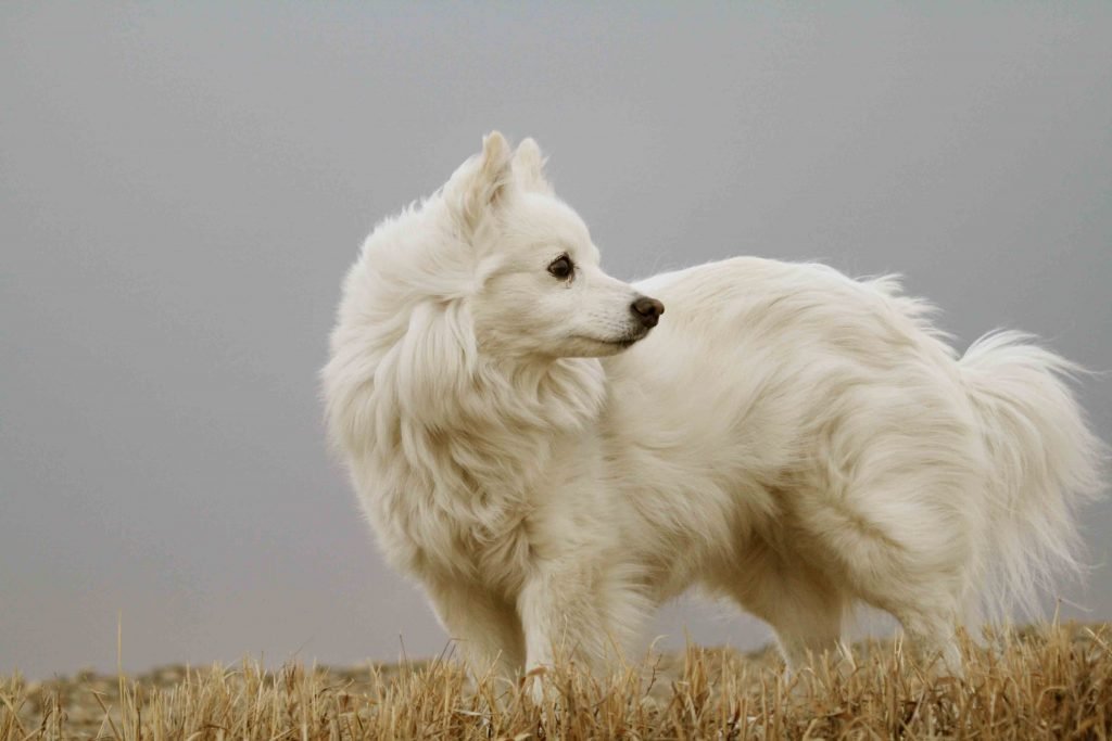 American Eskimo