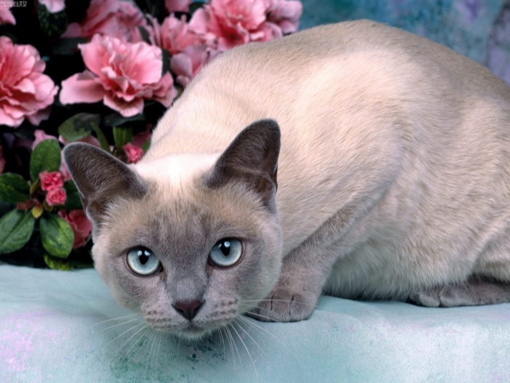 Tonkinese Cat