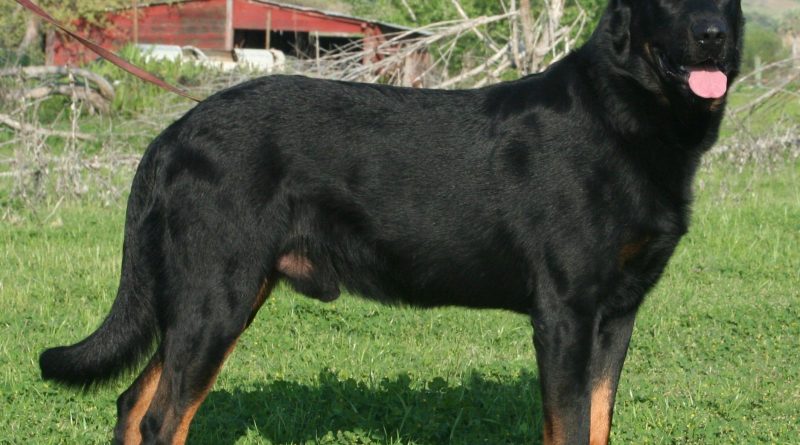 Beauceron Dog