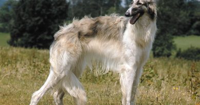 Borzoi Dog