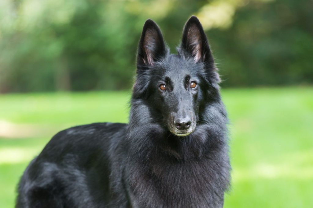 Belgian Shepherd Dog