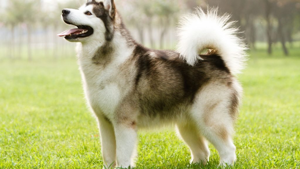 Alaskan Malamute