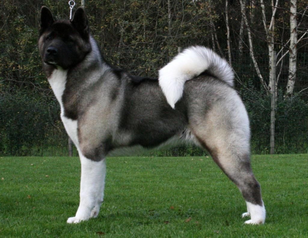 Akita Breed