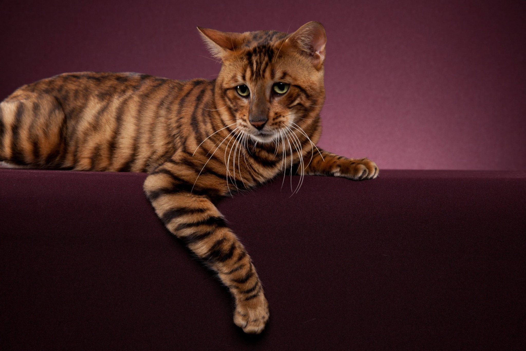 Toyger cat - Update Every Time