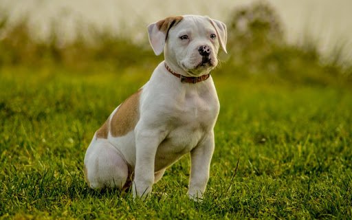 American Bulldog