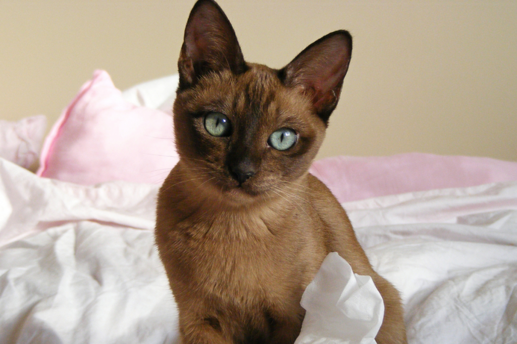 Tonkinese Cat