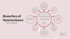 Branches of neuroscience